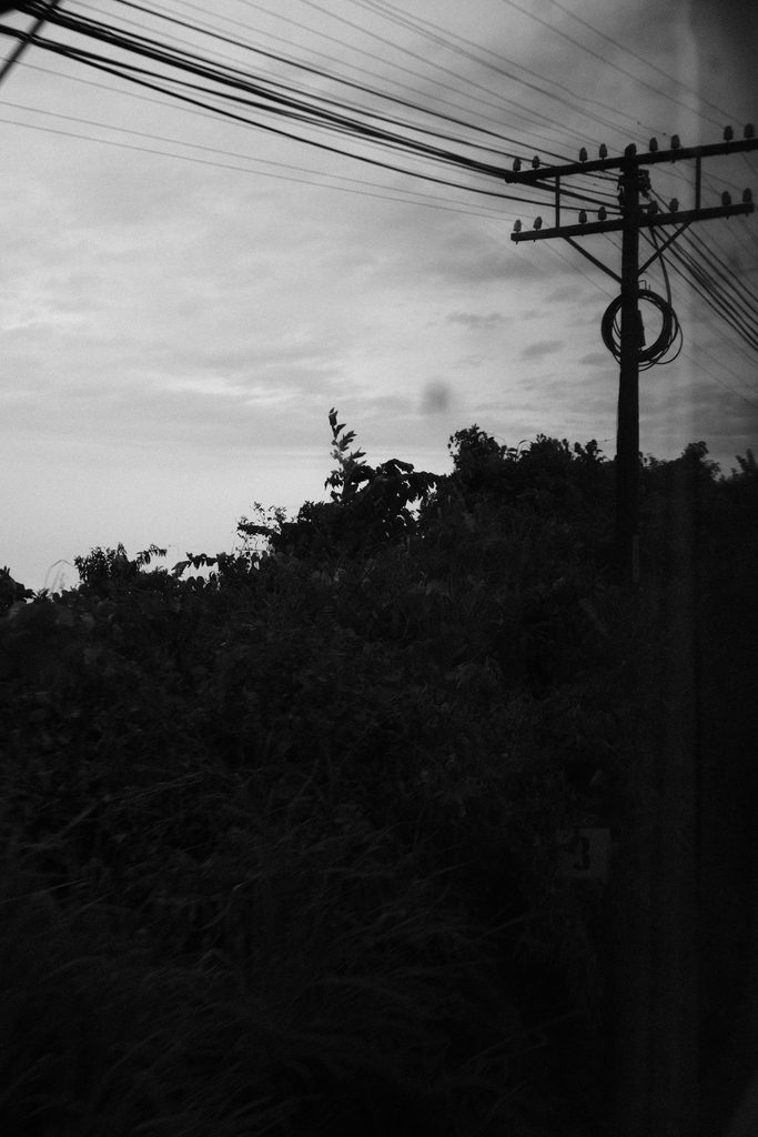 Poteau électrique et végétation dense sous un ciel clair, depuis le train