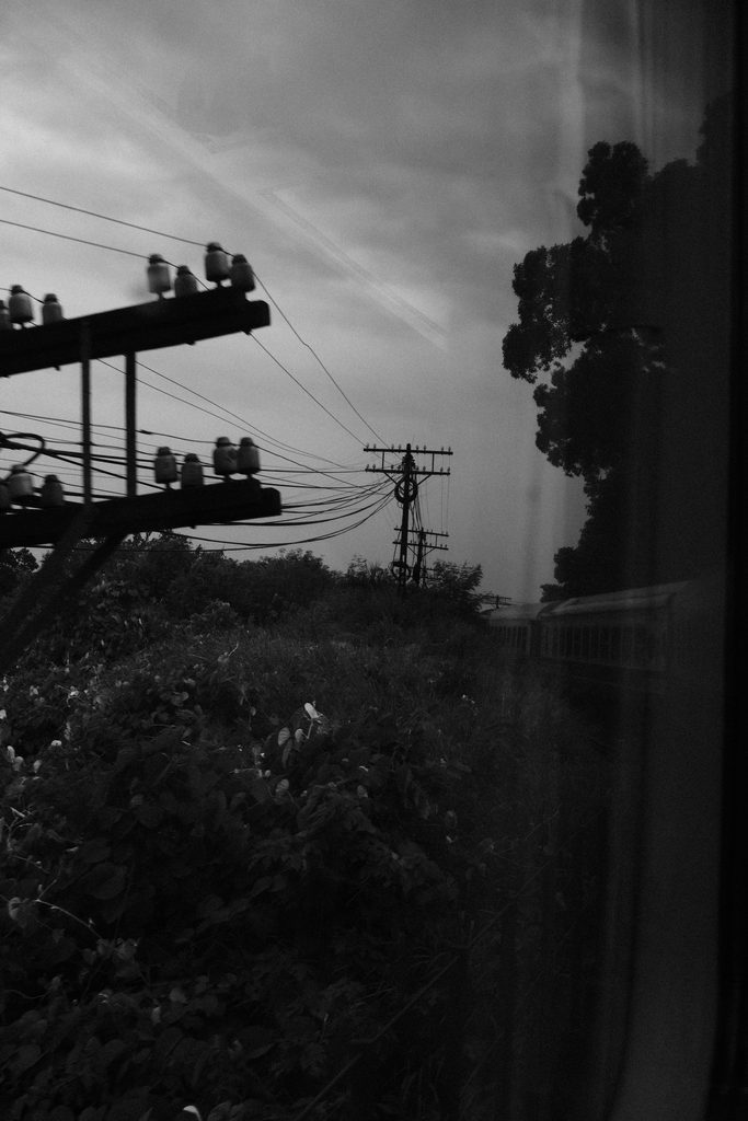 Isolateurs d'un poteau électrique et arbres en contre-jour, vus depuis le train