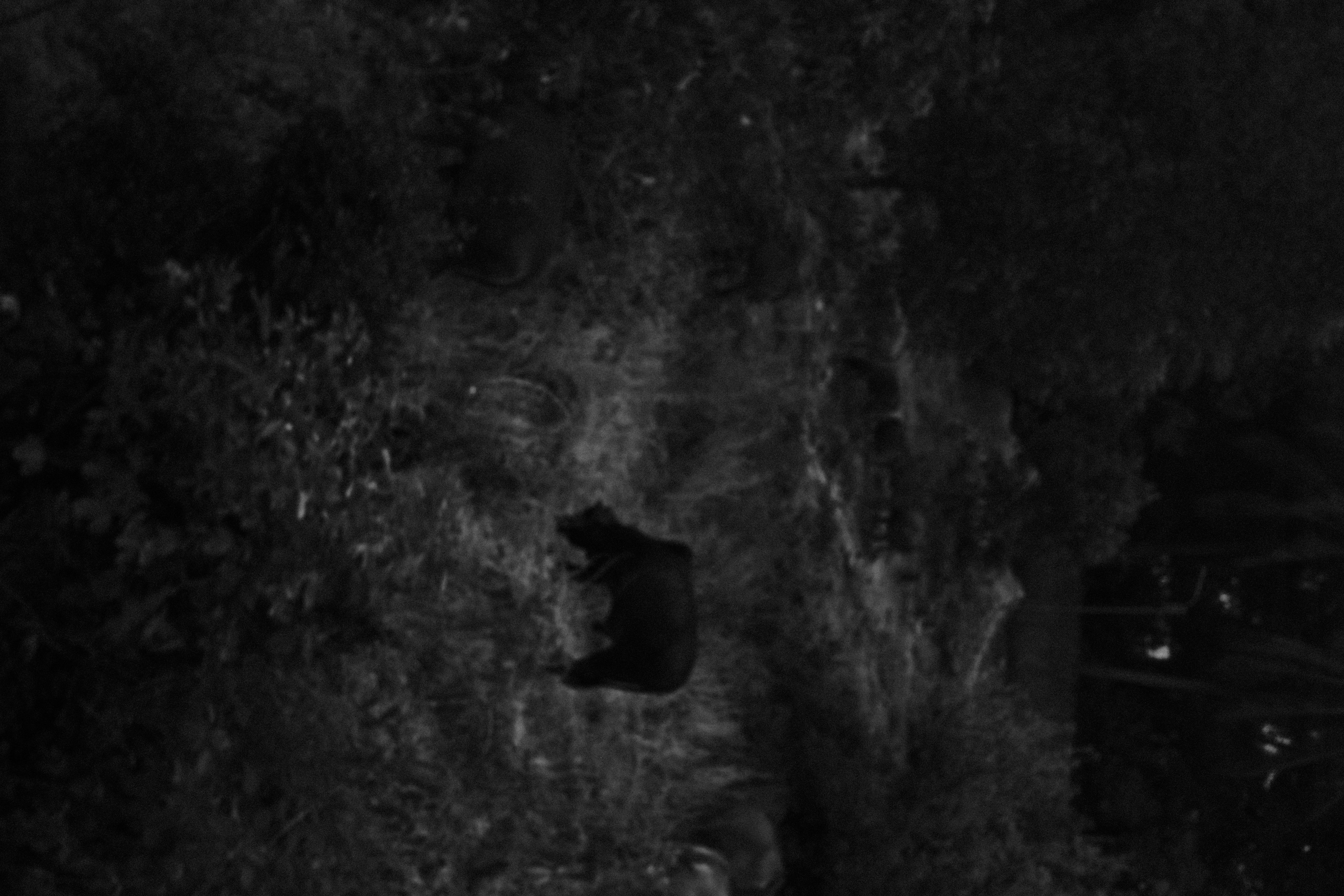 Un buffle broute dans l'herbe haute au bord de la voie ferrée, au Vietnam